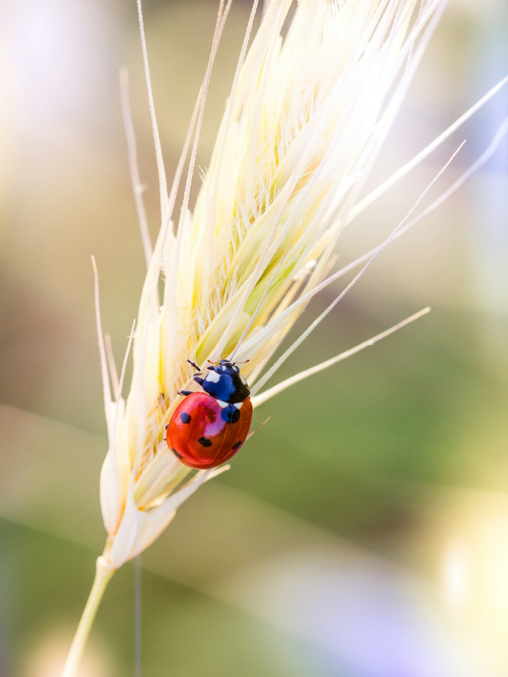 Roter Marienkäfer sitzt tagsüber auf braunem Weizen in Nahaufnahmen