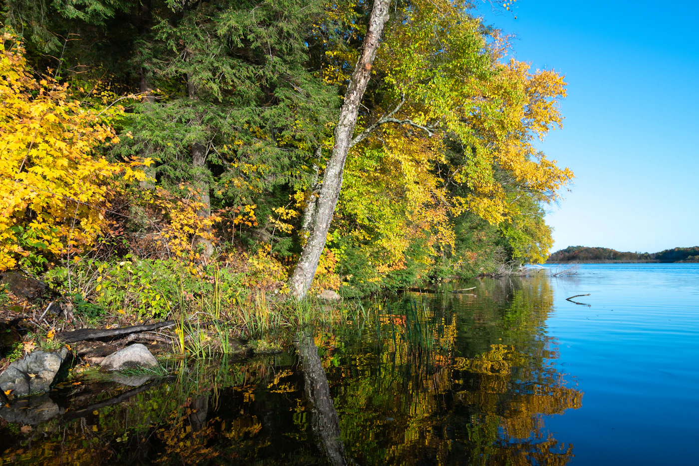 Birch and hardwood shoreline turning gold along a northern Wisconsin river in early autumn