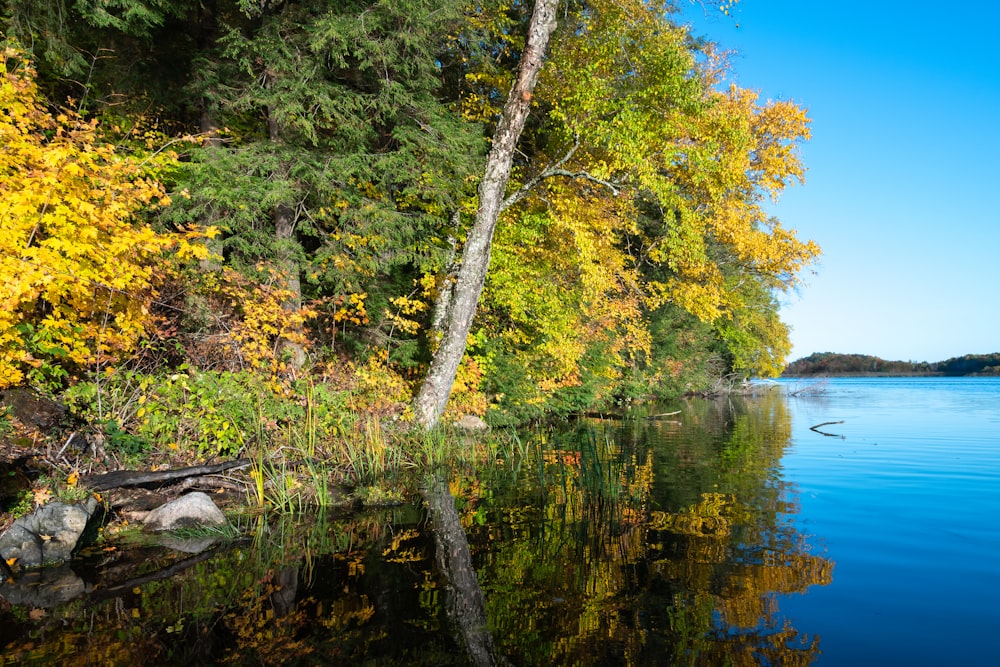 green trees beside river under blue sky during daytime