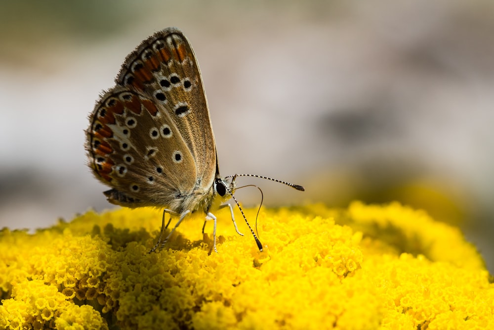 brown and white butterfly perched on yellow flower in close up photography during daytime