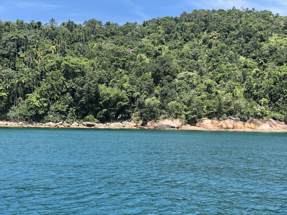 green trees near body of water during daytime