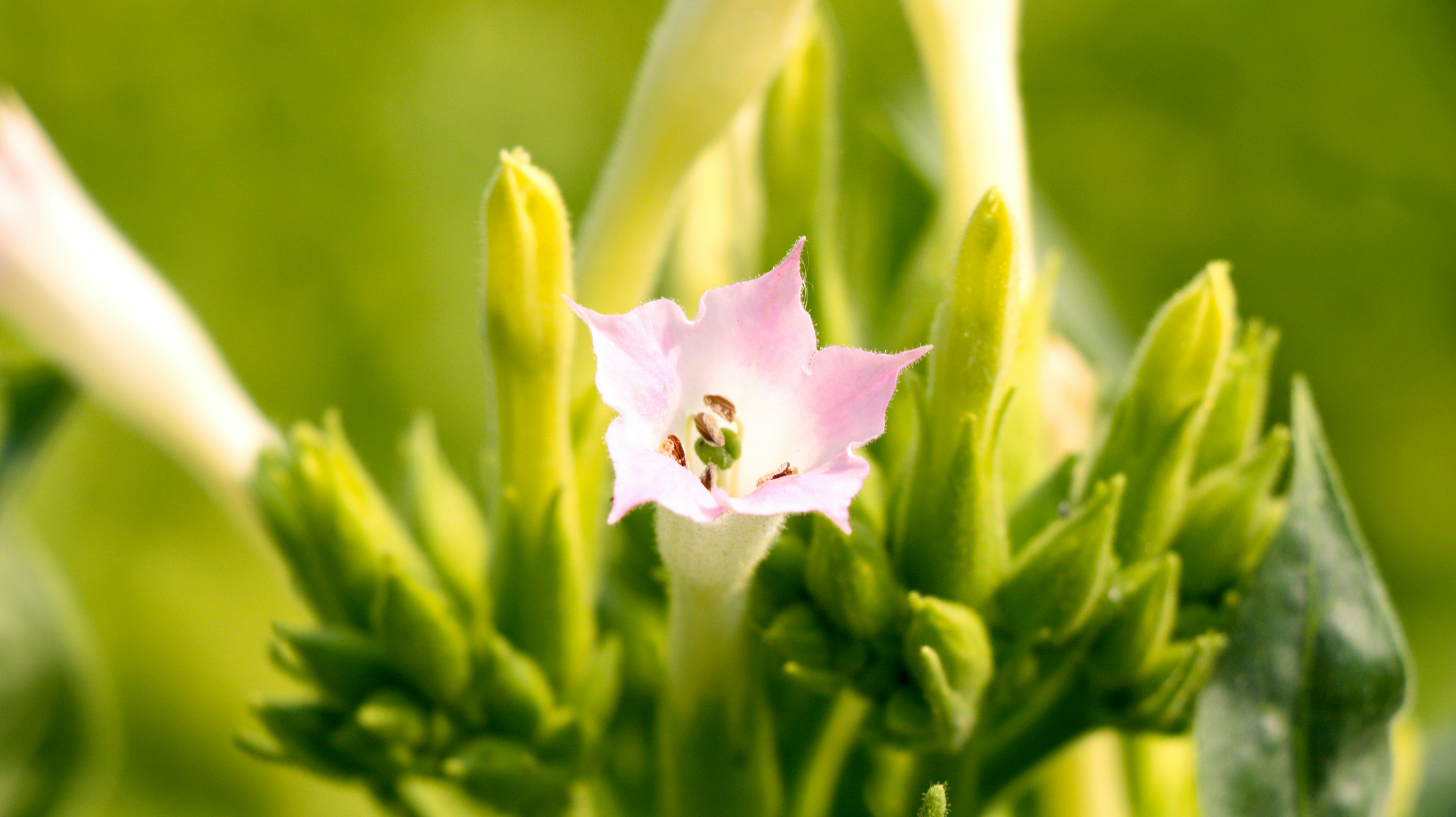 purple flower in macro shot, Tobacco flowers.</p><p>Nicotiana tabacum, or cultivated tobacco, is an annually-grown herbaceous plant. It is found in cultivation, where it is the most commonly grown of all plants in the genus Nicotiana, and its leaves are commercially grown in many countries to be processed into tobacco. It grows to heights between 1 and 2 meters. Research is ongoing into its ancestry among wild Nicotiana species, but it is believed to be a hybrid of Nicotiana sylvestris, Nicotiana tomentosiformis, and possibly Nicotiana otophora