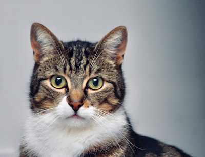 enzimi digestivi al gatto