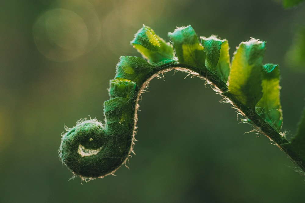 green leaf in close up photography