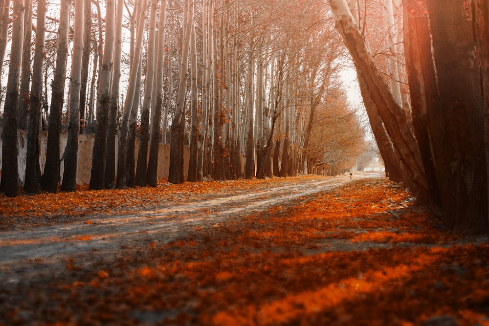 brown trees on brown field during daytime