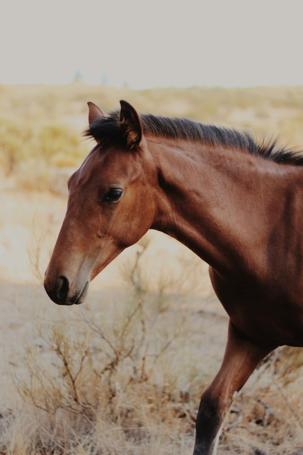 brown horse on brown grass field during daytime