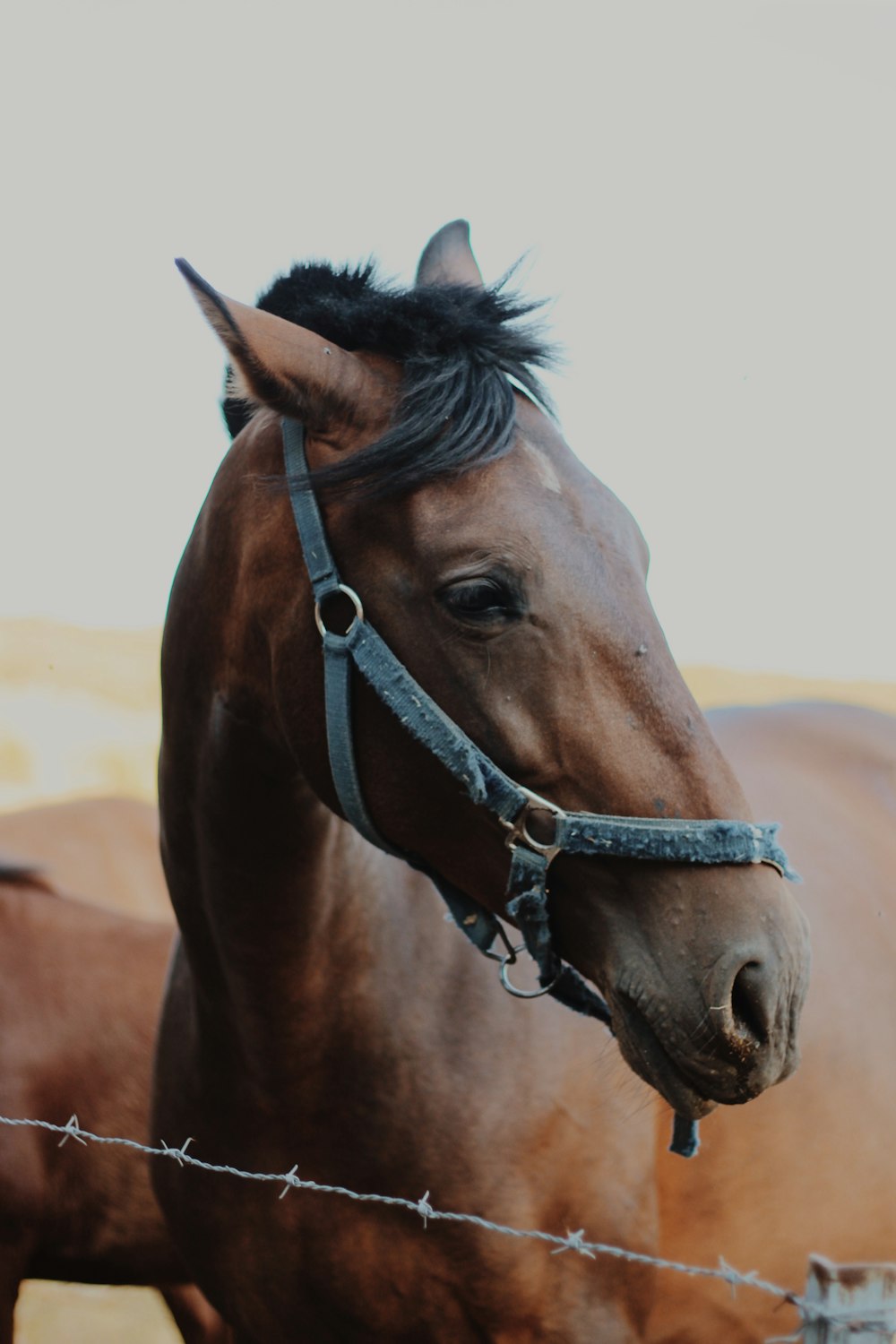 日中のクローズアップ写真で茶色の馬