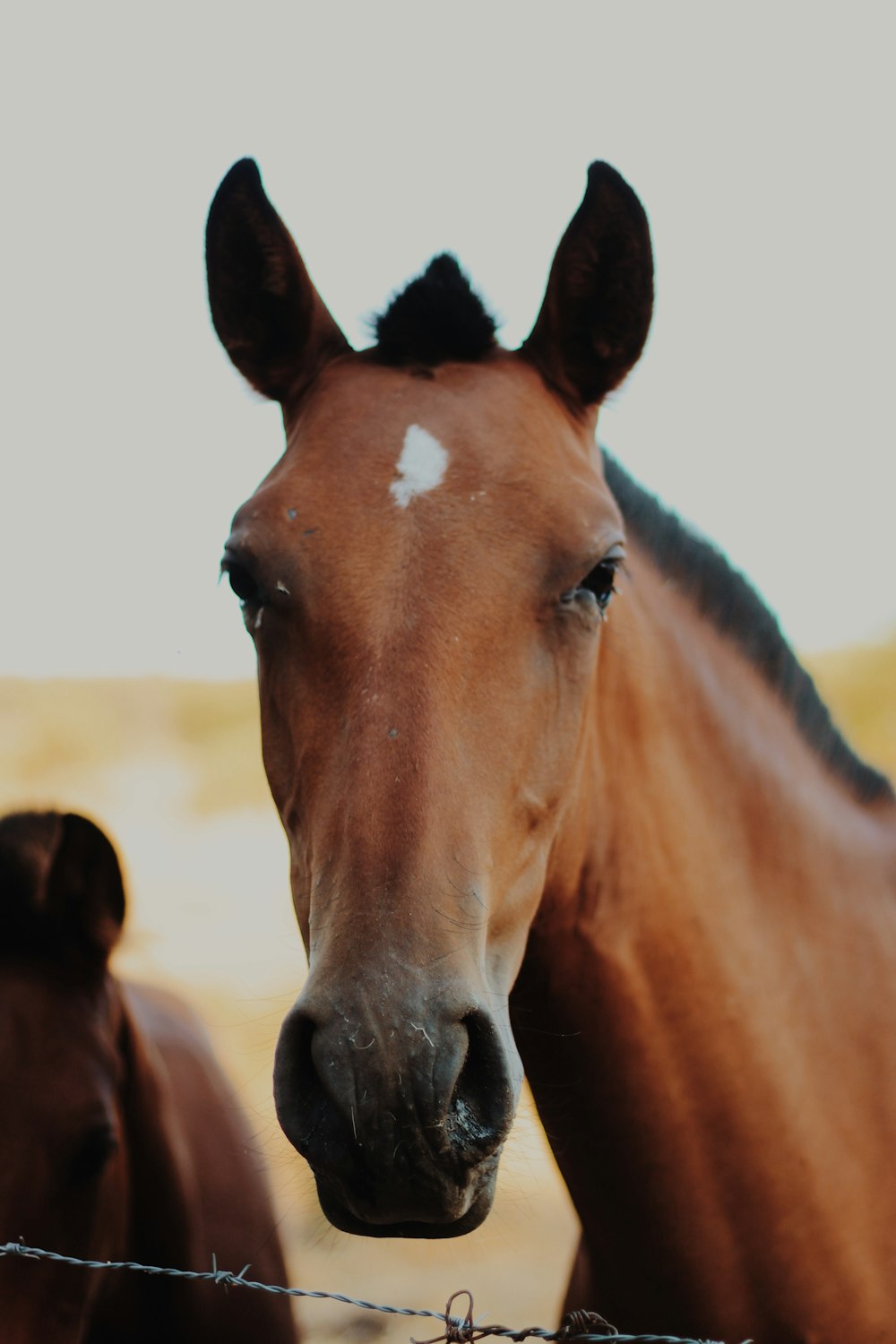 brown horse in close up photography during daytime