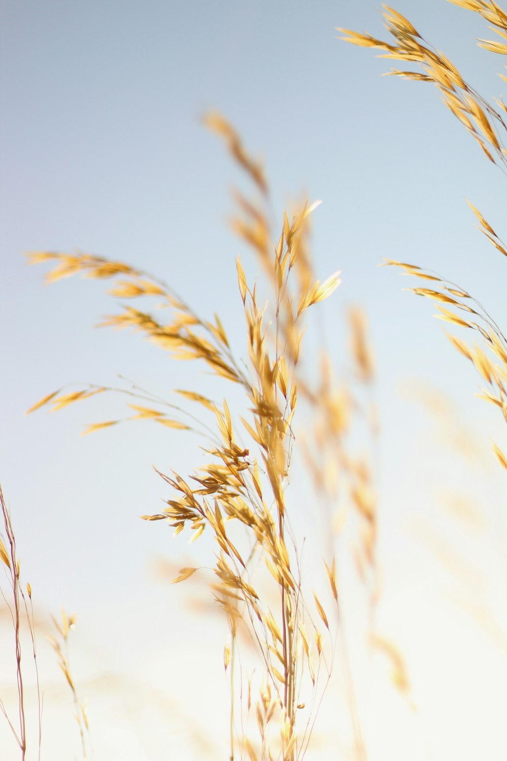 brown wheat field during daytime