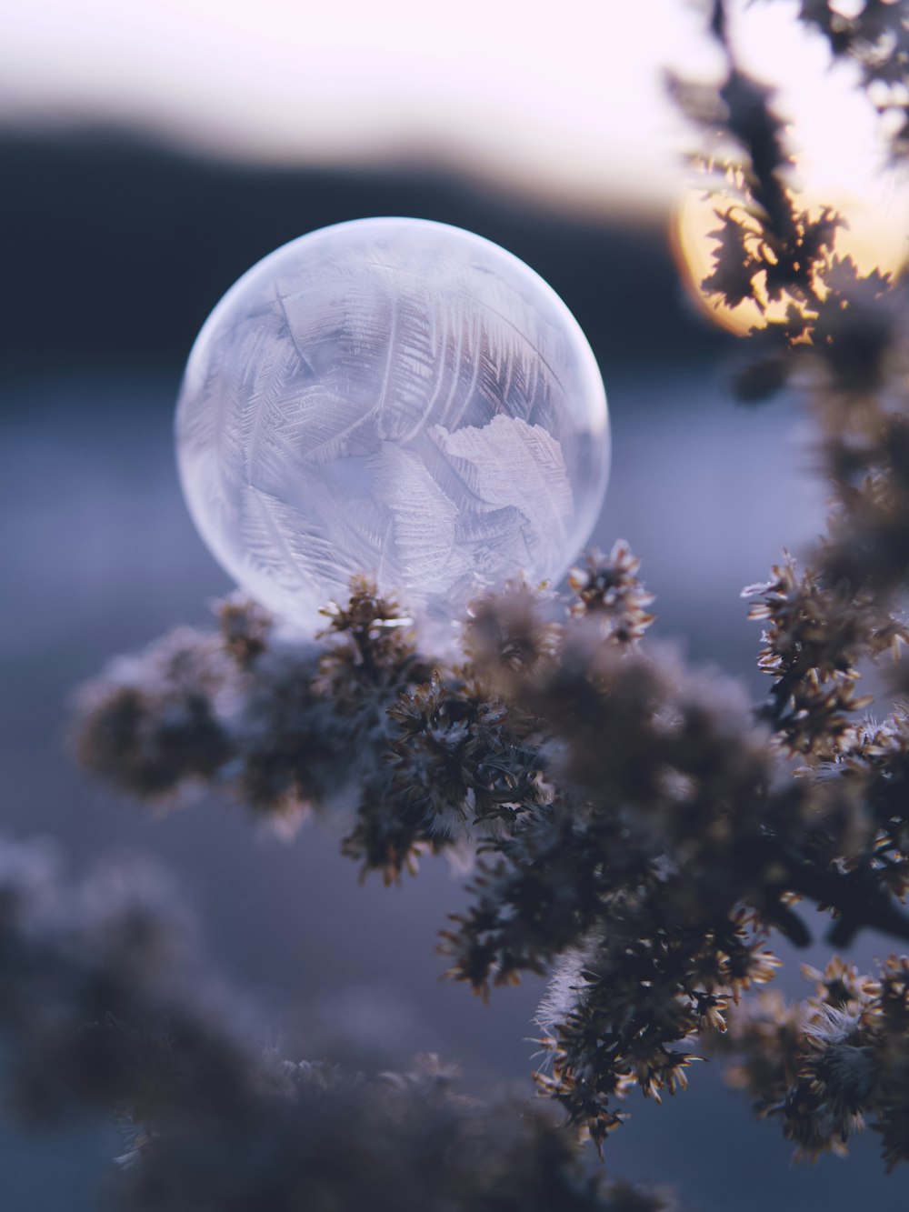 a close up of a clear bubble in a tree