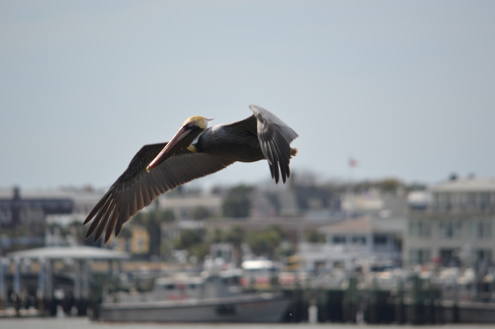white and black pelican flying during daytime