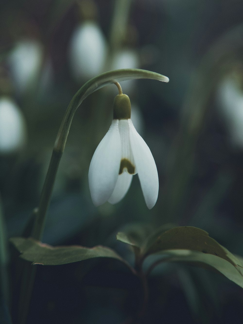 white flower in tilt shift lens