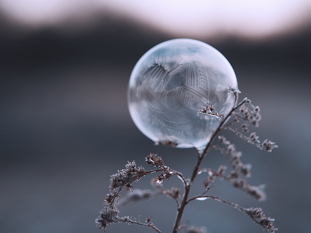 茶色の植物の水滴