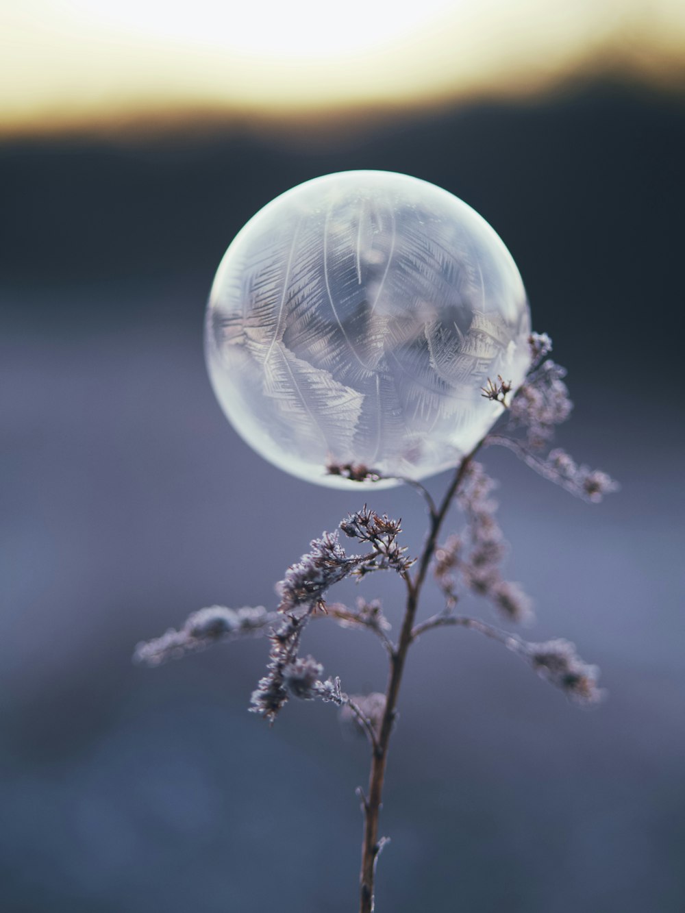 clear glass ball on brown plant