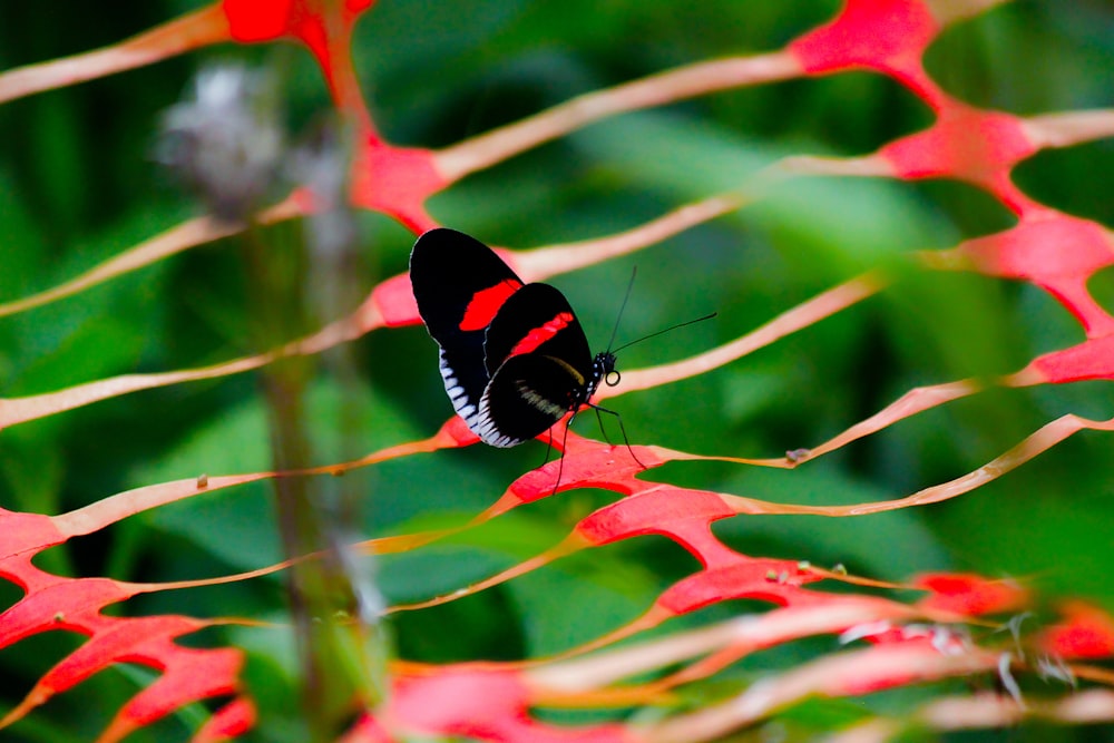 mariposa roja, negra y blanca sobre hoja marrón