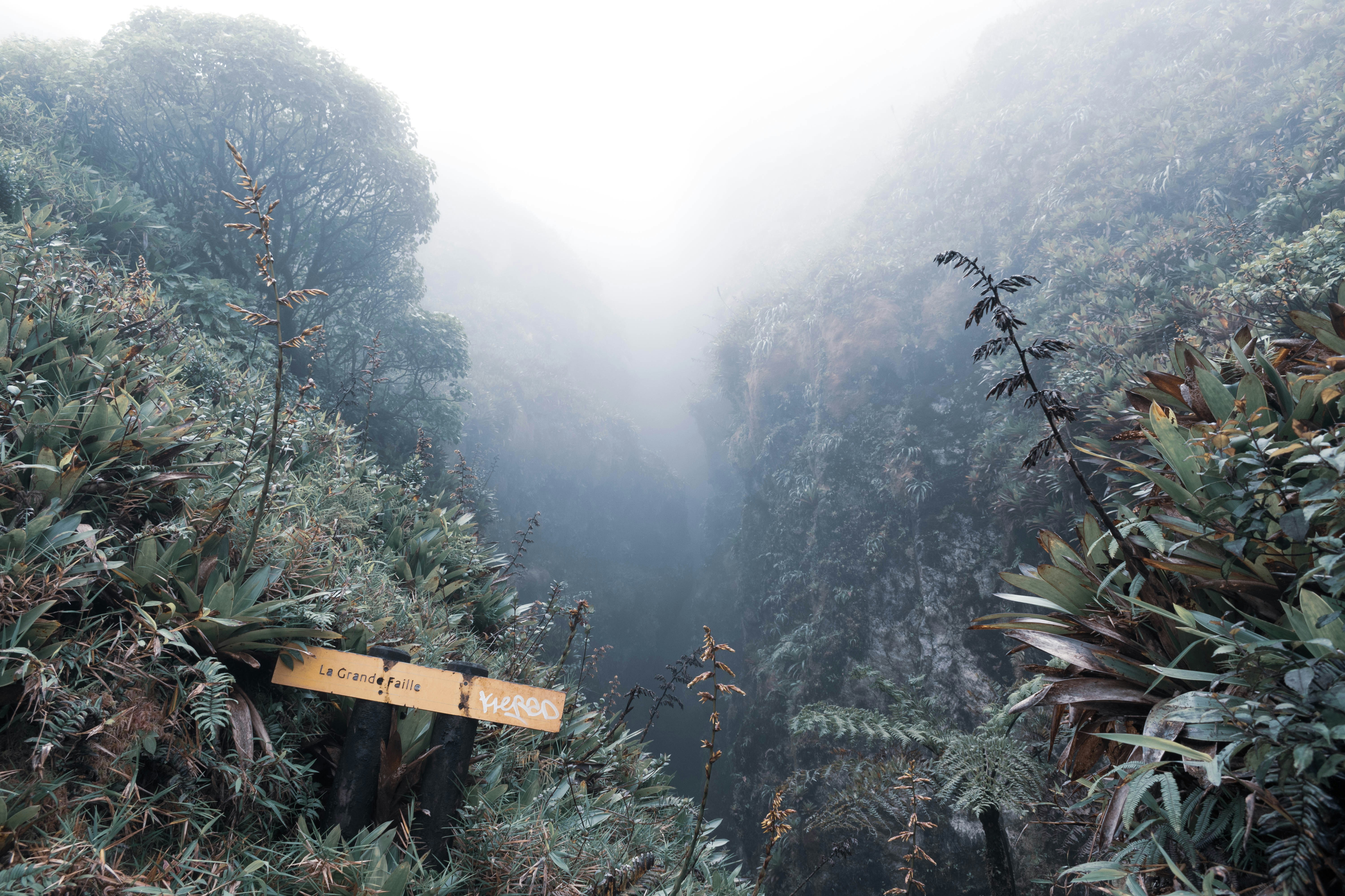 brown wooden signage on green plants during daytime, "Great rift" (Grande faille) in the trace of the Soufriere