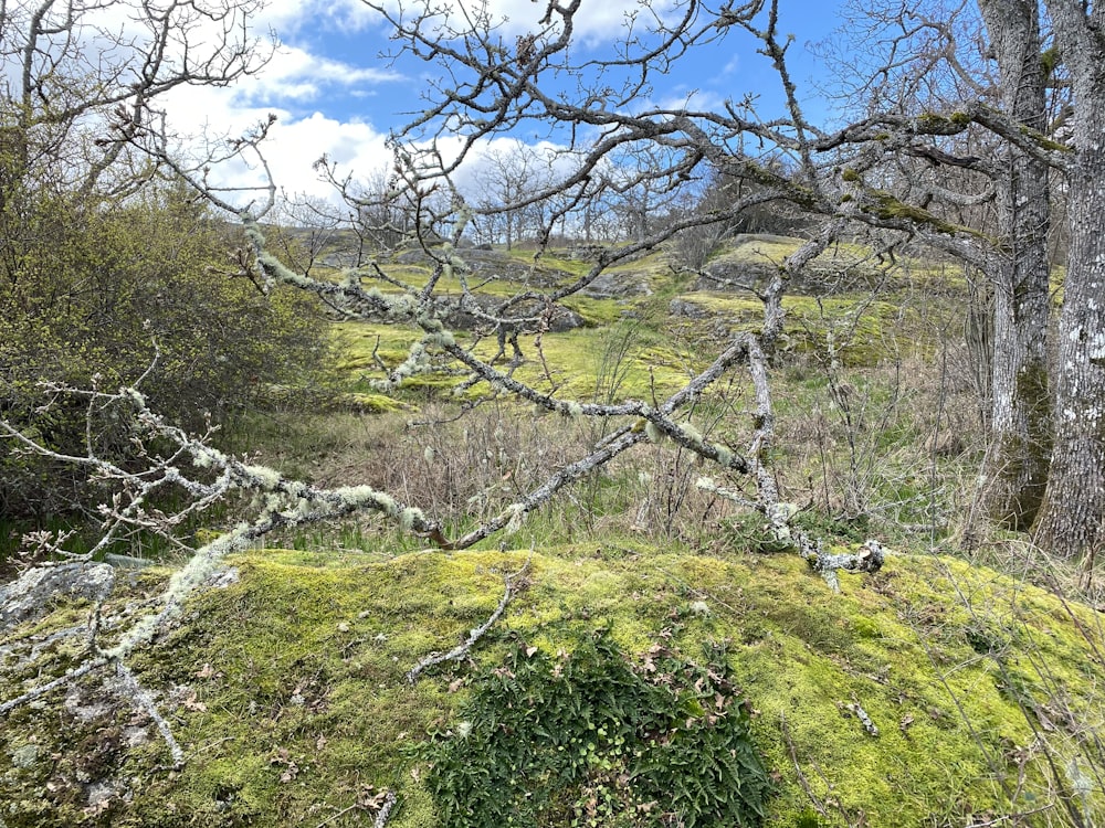 green grass and brown tree under blue sky during daytime