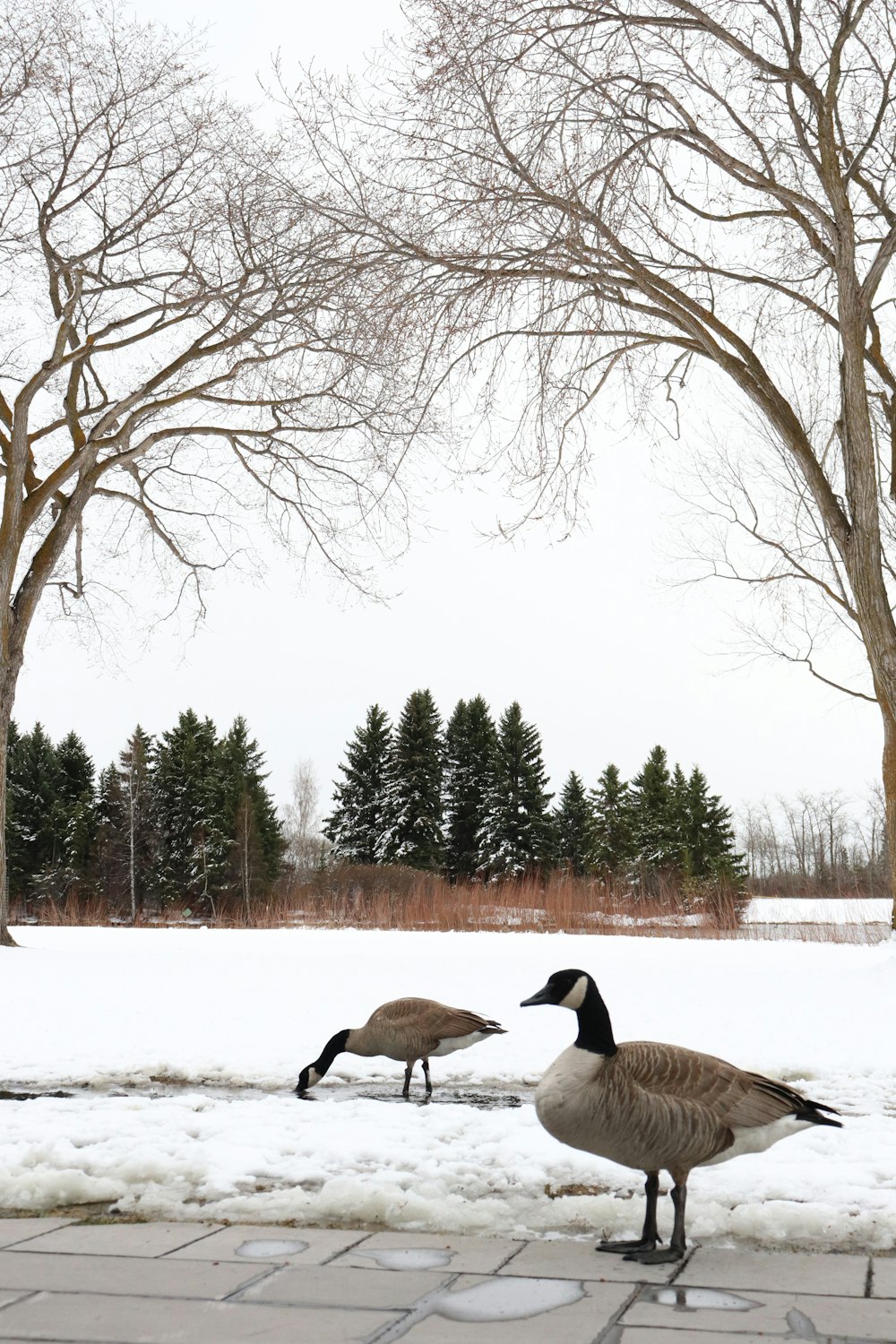 brown and white duck on snow covered ground during daytime