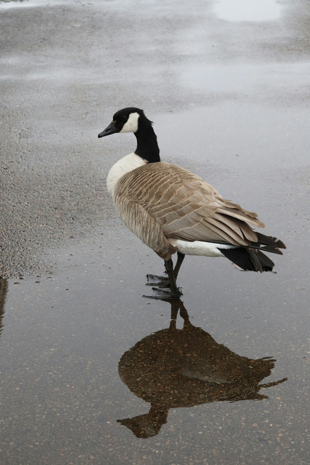 Pato marrón y negro en arena gris durante el día