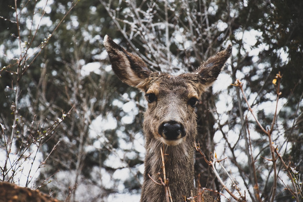 brown deer on snow covered ground during daytime