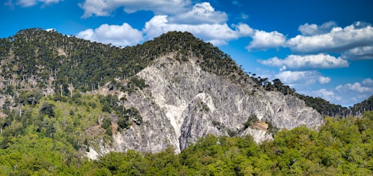 green trees on mountain under blue sky during daytime in Laguna Conguillio Chile