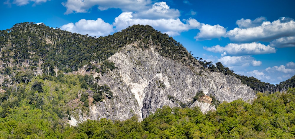 green trees on mountain under blue sky during daytime