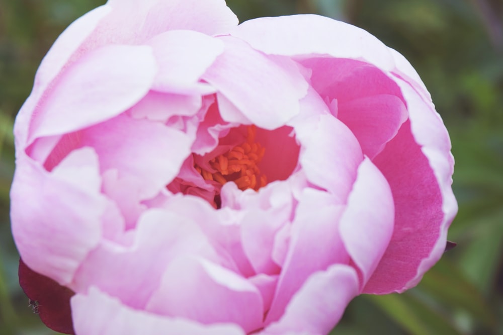 pink flower in macro shot