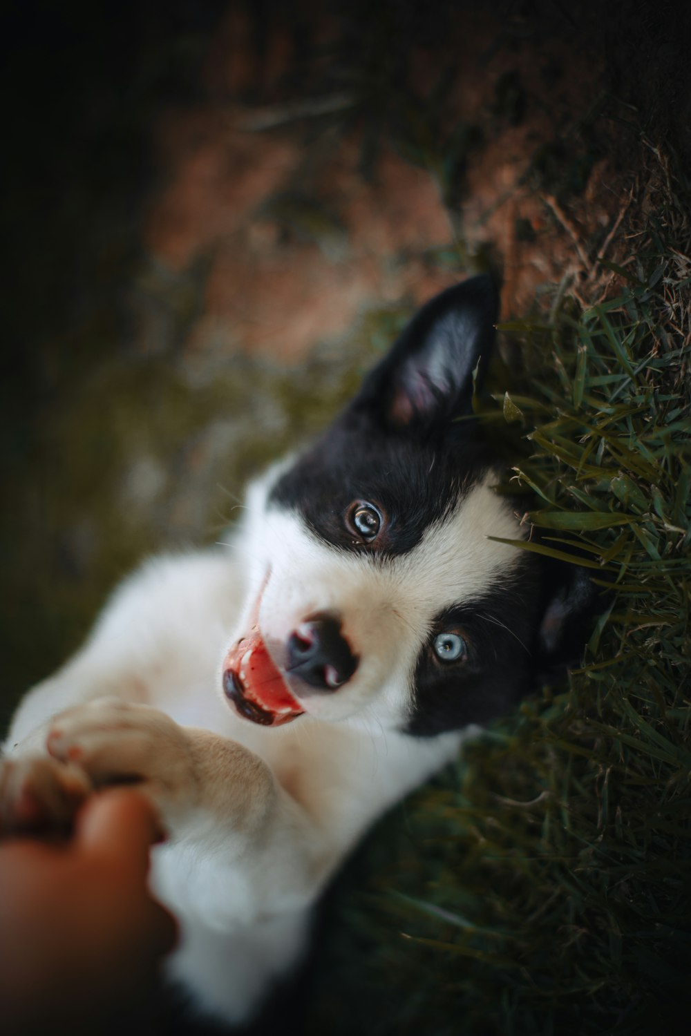 Schwarz-weißer Border Collie Welpe, der tagsüber auf grünem Gras liegt