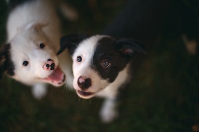 Hunde Welpenbegleitung Dogz Erding
