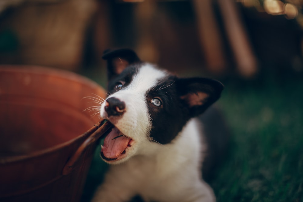 black and white border collie puppy