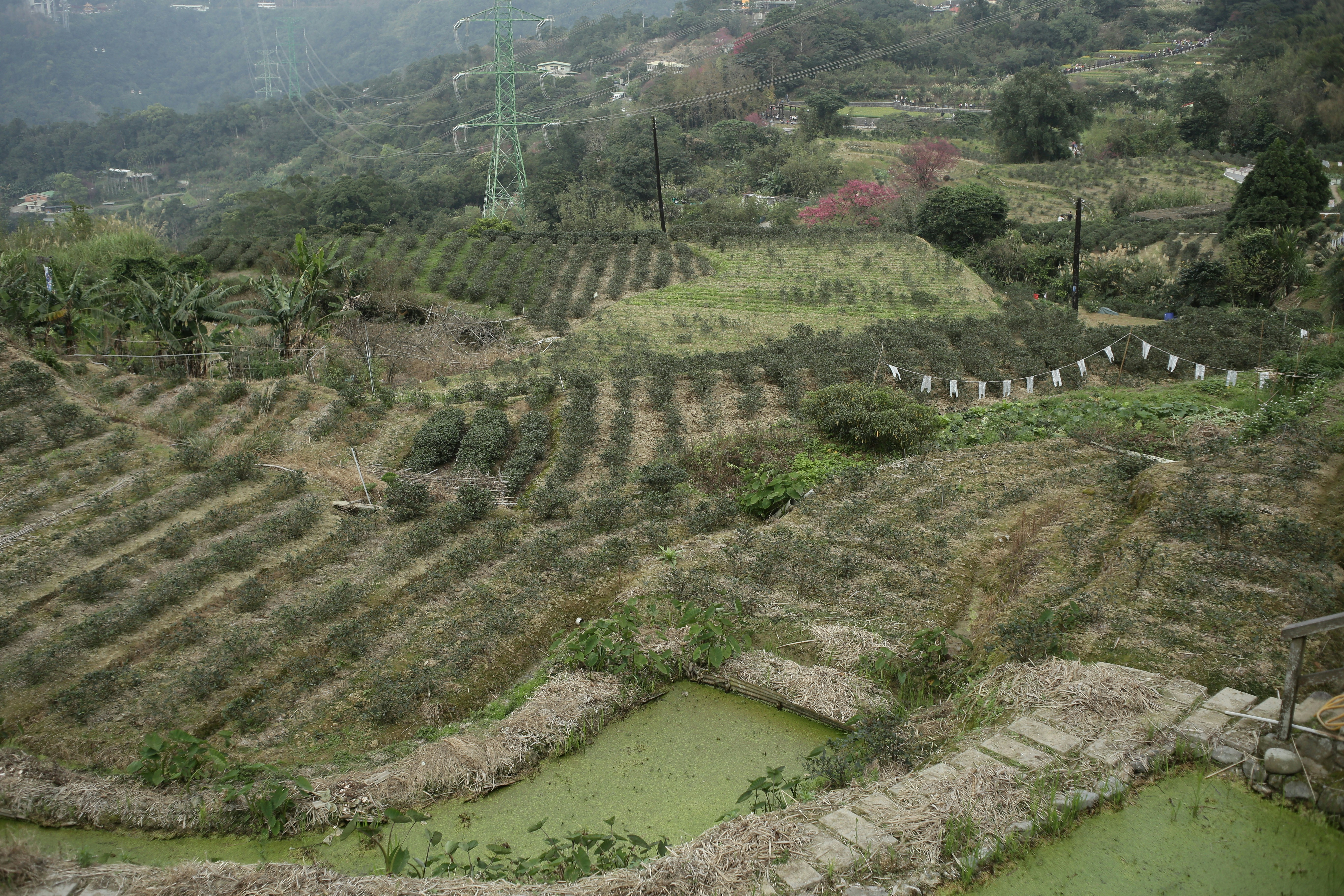 La Gomera terrassen van bananen en palmbomen in een groen vulkanisch dal, warm licht