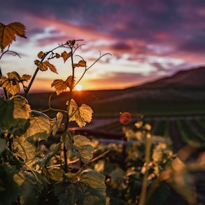 brown leaves on the ground during sunset