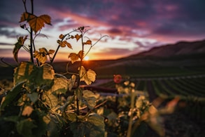 brown leaves on the ground during sunset