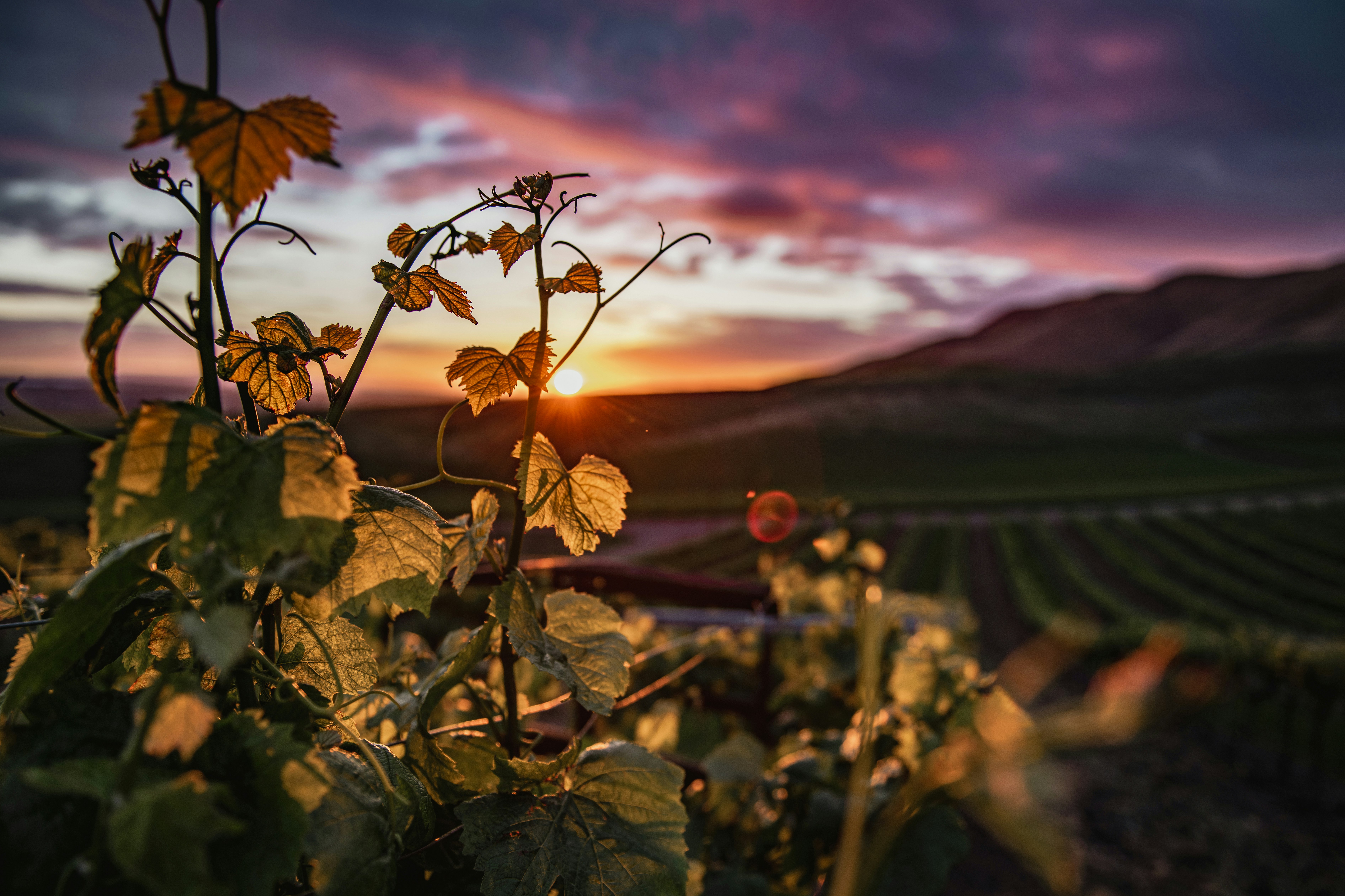 brown leaves on the ground during sunset