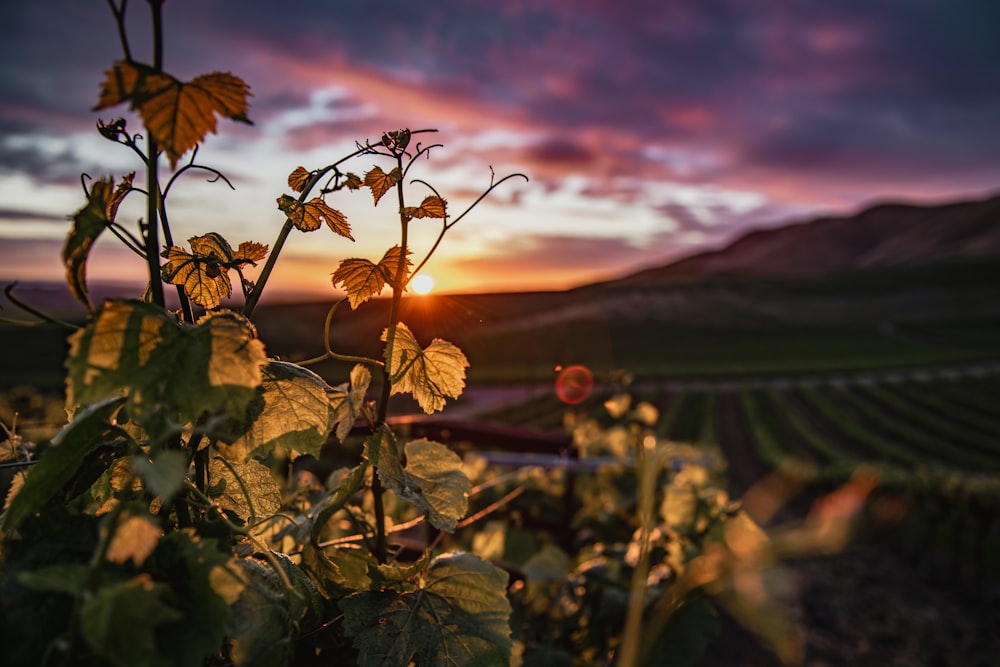 brown leaves on the ground during sunset