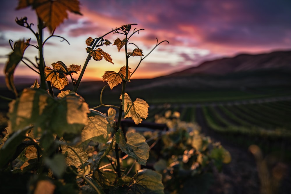 green and brown leaves during sunset