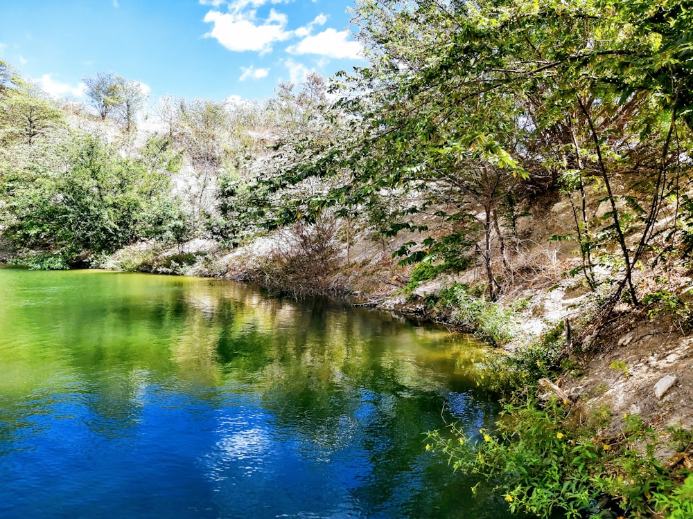 body of water between trees during daytime