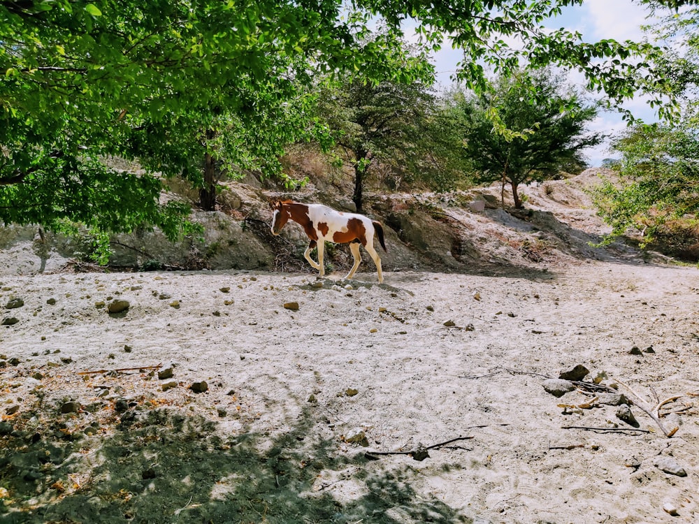 white and brown cow on gray sand during daytime