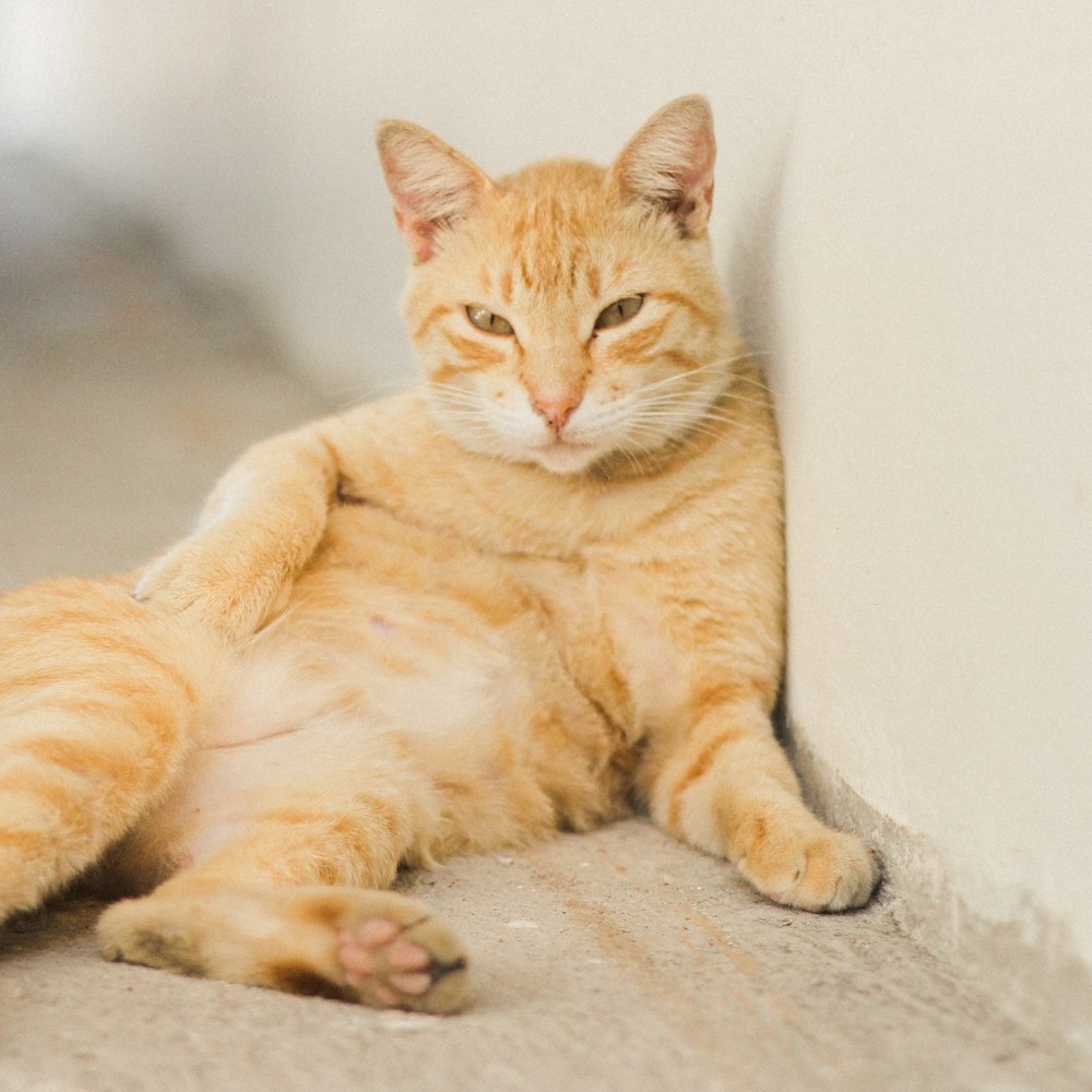 회색 콘크리트 바닥에 누워있는 주황색 줄무늬 고양이