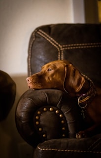 Dog on leather sofa