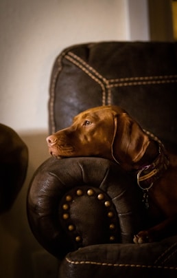 Dog on leather sofa