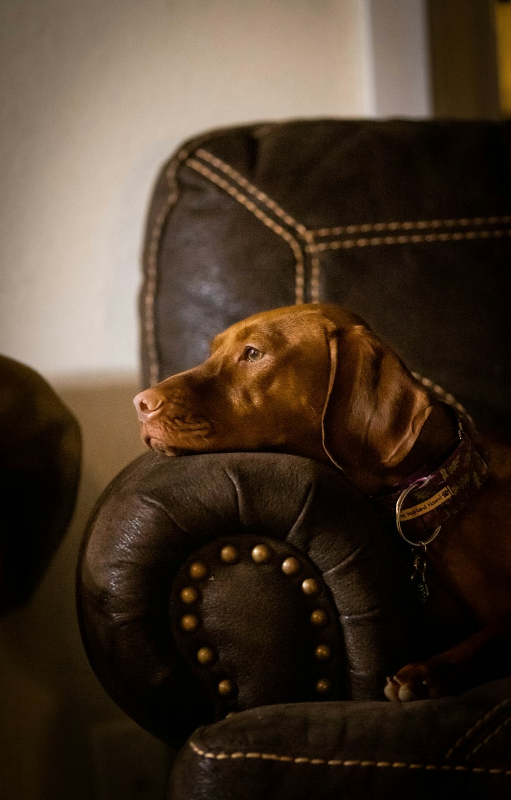 brown short coated dog on black leather couch