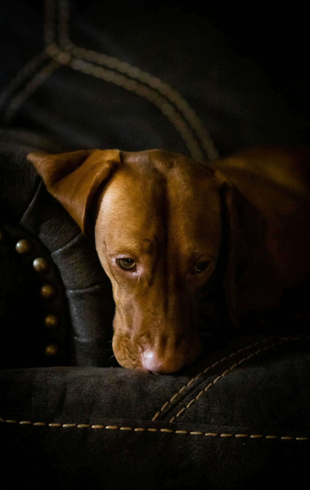 brown short coated dog on black leather couch