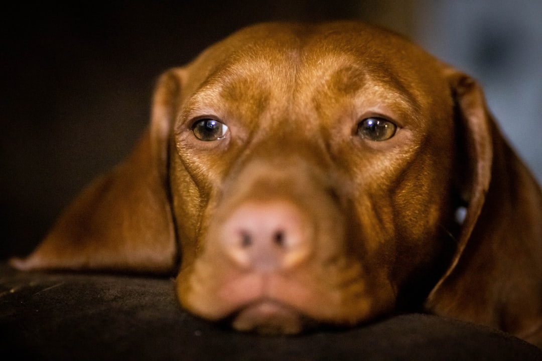 brown short coated dog lying on black textile