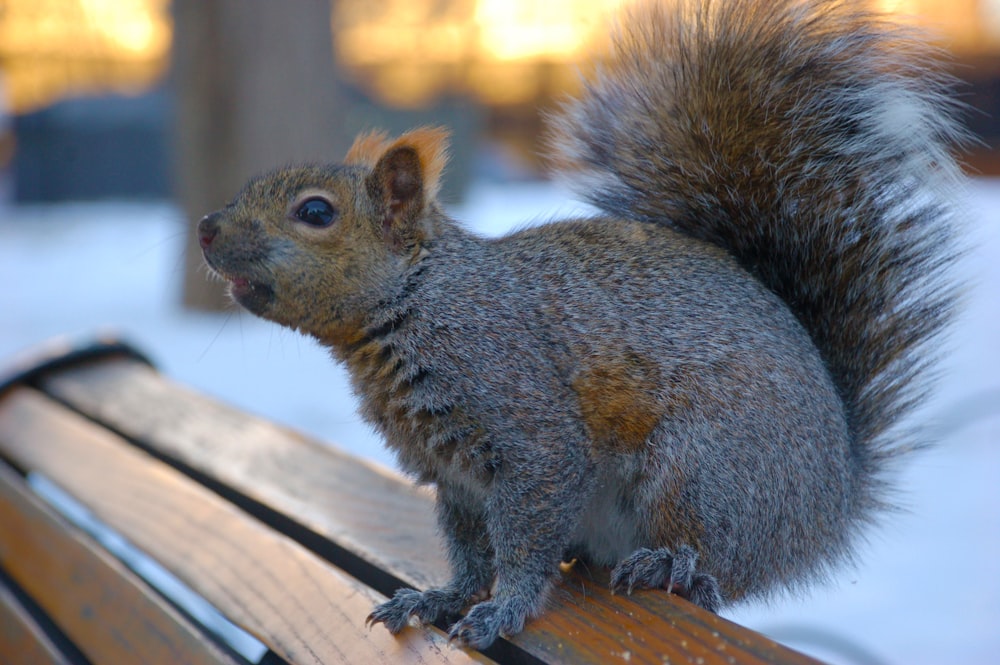 brown squirrel on brown wooden surface