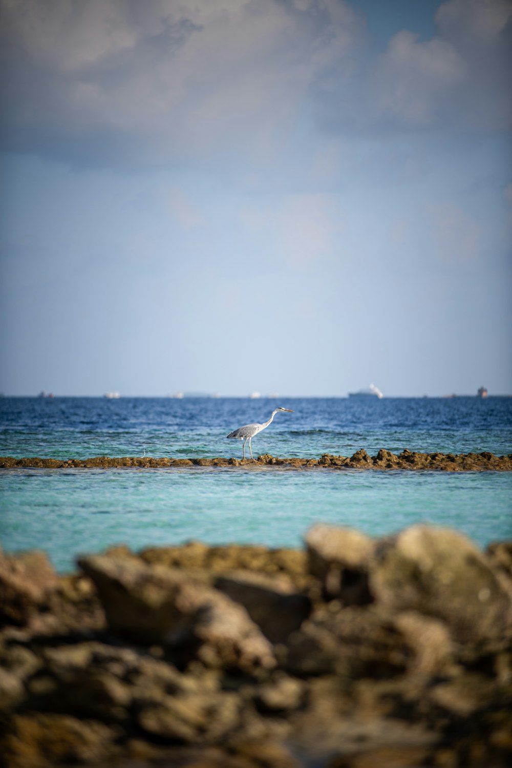 white bird flying over the sea during daytime