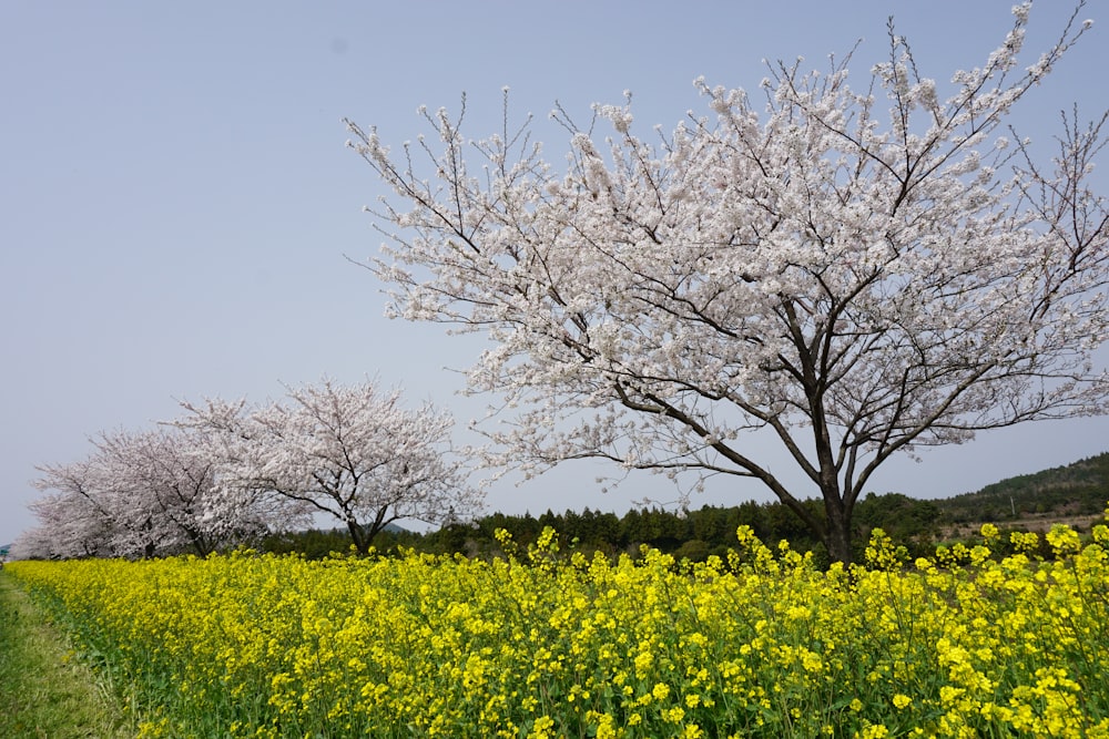 leafless tree on yellow flower field