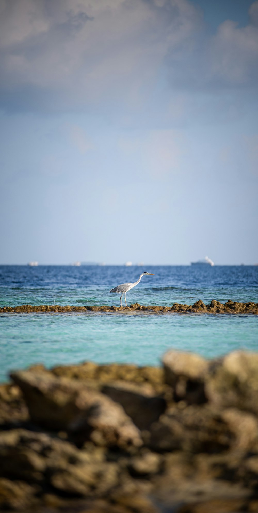 white bird on body of water during daytime