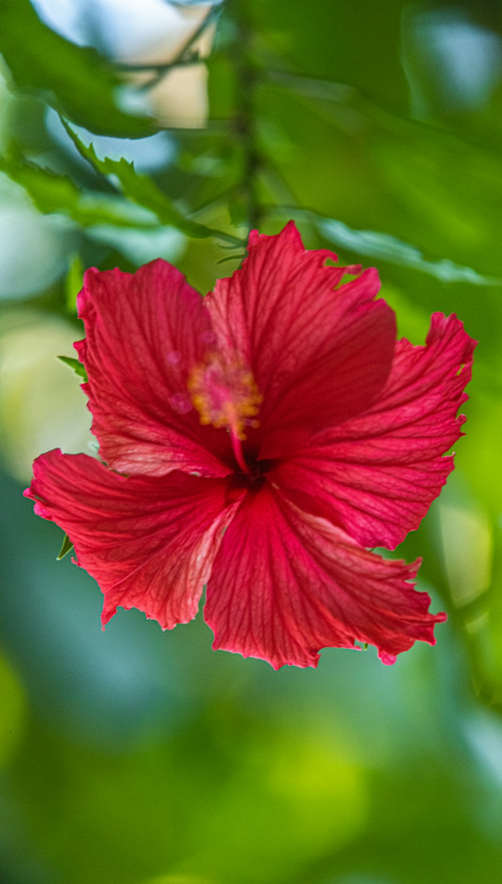 red hibiscus in bloom during daytime