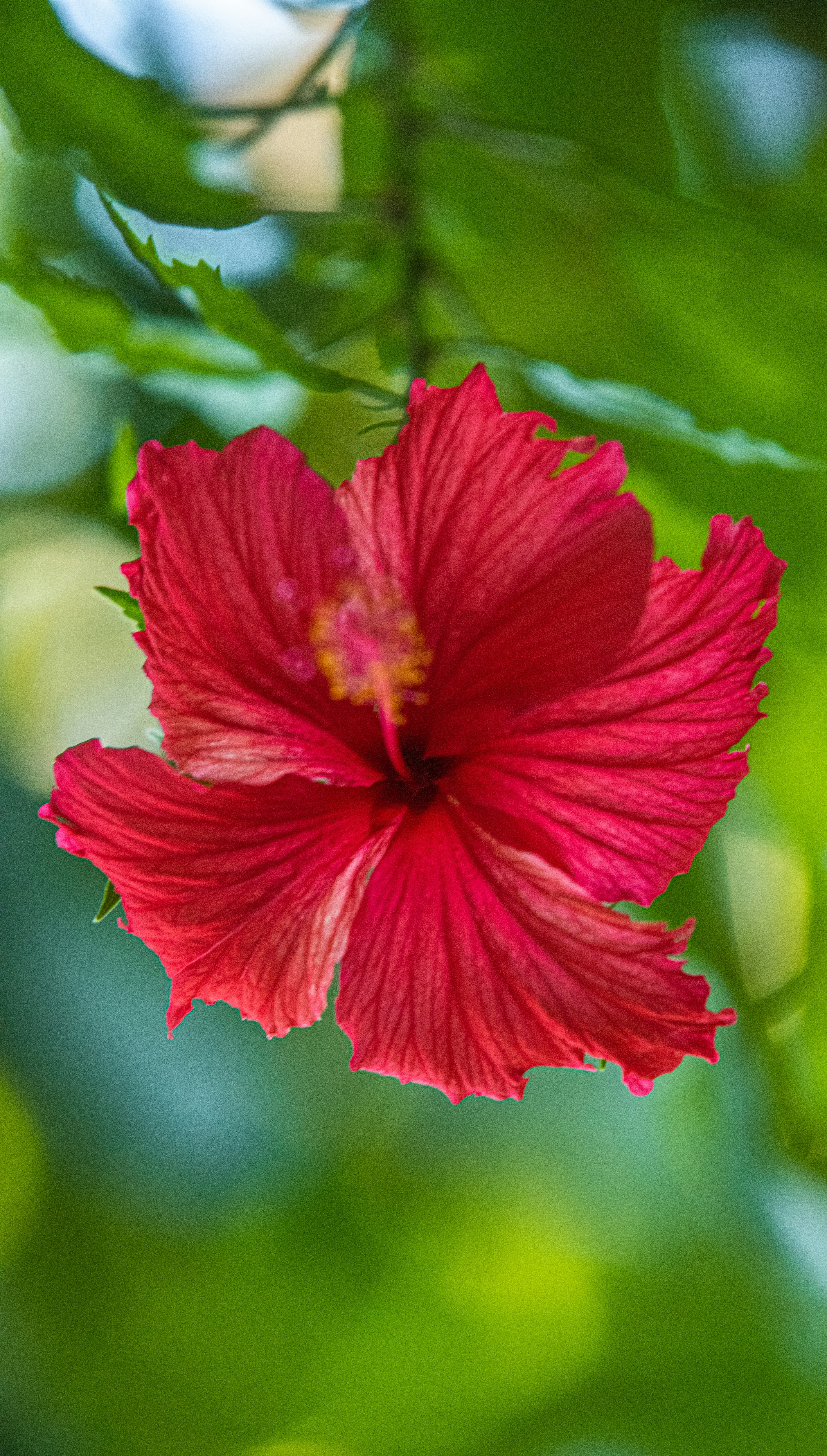 red hibiscus in bloom during daytime